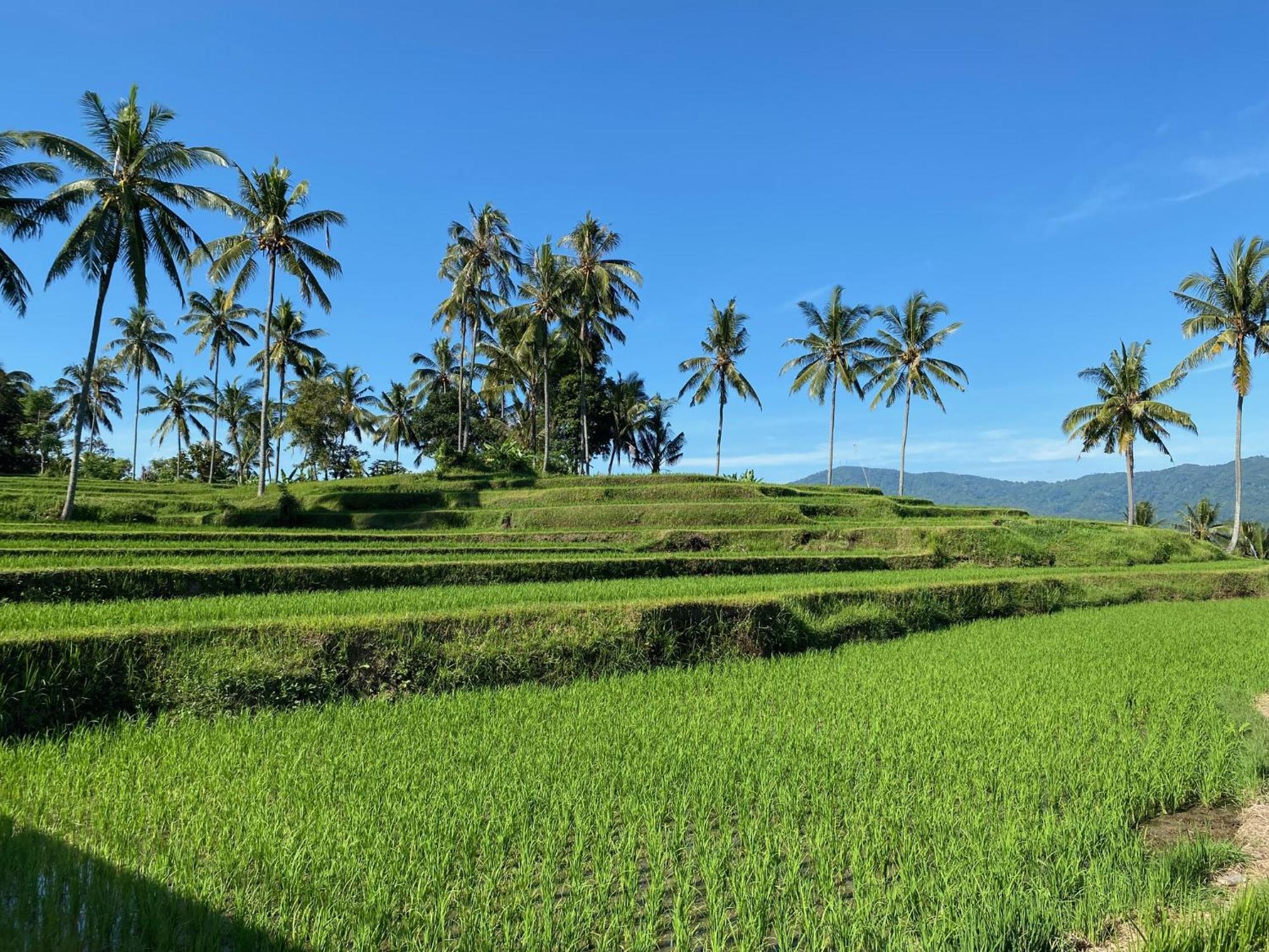 Mayong Bali Villa And Hostel Munduk Екстериор снимка